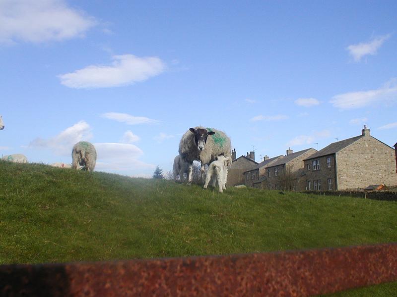 sheep_lambs2.jpg - "Lambs"  -  by John Rodgers